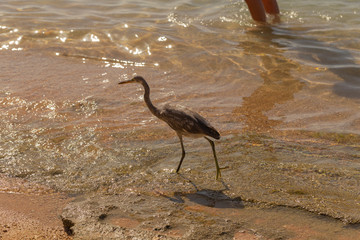 Western reef heron (Egretta gularis) also called the western reef egret. The bird catches fish on the shoreline of the Red Sea.