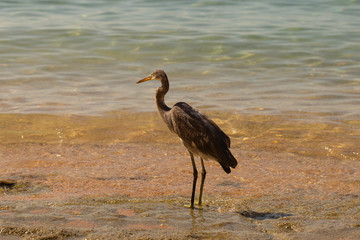 Obraz na płótnie Canvas Western reef heron (Egretta gularis) also called the western reef egret. The bird catches fish on the shoreline of the Red Sea.