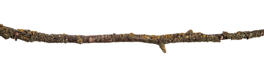 part of a dry branch of a dead pear tree. isolated on white background