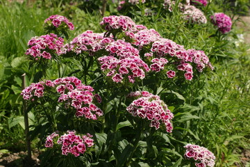 Obraz premium Oeuillet de poète Dianthus barbatus-3