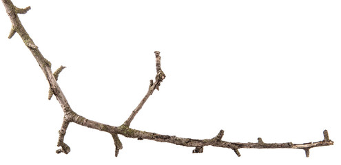 part of a dry branch of a dead pear tree. isolated on white background