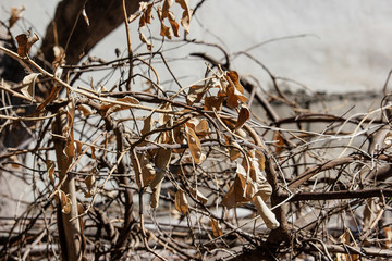 Dry leaf on tree branch with blurry background.