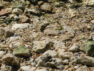 river bank: sand, stones and shells
