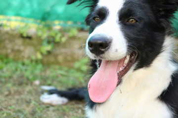 Primo piano di un giovane border collie con la lingua di fuori