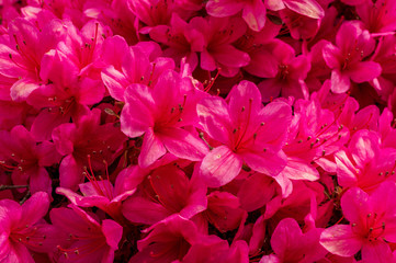 Bouquet of magenta rhododendron flowers creating a beautiful pattern of delicate petals. Vibrant blossom shrub background.