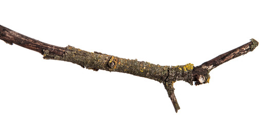 part of a dry branch of a dead pear tree. isolated on white background