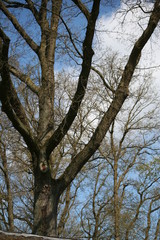 Fototapeta premium Natur