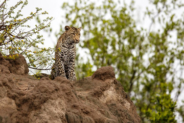 Leopard on a termite hill in Sabi Sands Game Reserve in the Greater Kruger Region in South Africa