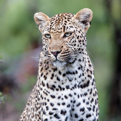 Leopard portrait in Sabi Sands Game Reserve in the Greater Kruger Region in South Africa