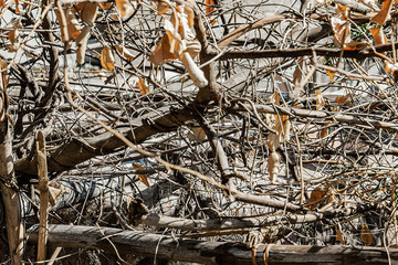 Tree branch and dry leaf.