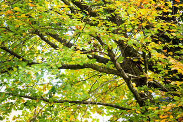 Autumn tree canopy