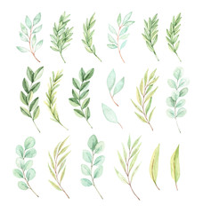 Hand drawn watercolor illustration. Botanical spring elements (eucalyptus, fir-tree branches, leaves). Greenery. Floral spring Design elements. Perfect for wedding invitations, cards, prints, posters