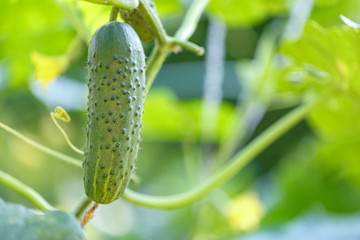 Cucumbers hanging on a branch in the garden. Close-up. Growing organic food. Cucumber harvest. Gardening concept.