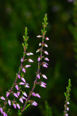 Wild Purple Common Heather or Calluna vulgaris blossom close-up, selective focus, shallow DOF