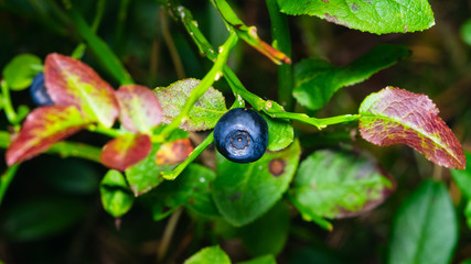 Ripe wild blueberry macro on a bush with red leaves, selective focus, shallow DOF
