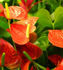 red tulip in the garden