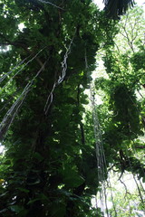 Naklejka premium victoria botanical garden