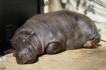 A Sleeping Pygmy Hippopotamus