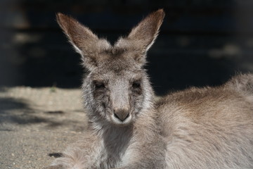 A kangaroo in a zoo