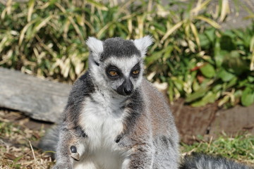 A black-and-white ruffed lemur