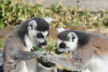 A couple of black-and-white ruffed lemur