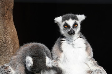 Black-and-white ruffed lemurs