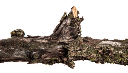 part of a dry branch of a dead pear tree. isolated on white background