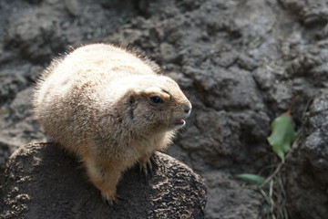 Obraz premium A prairie dog