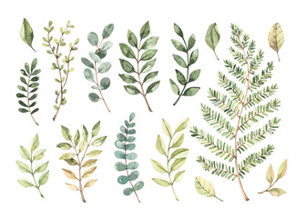 Fototapeta na wymiar Vector watercolor illustrations. Botanical clipart. Set of Green leaves, herbs and branches. Floral Design elements. Perfect for wedding invitations, greeting cards, blogs, posters and more