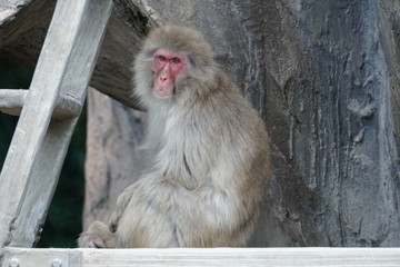 A  Japanese macaque