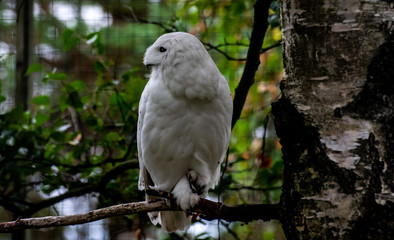 Snowy Owl
