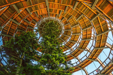 View of Baumwipfelpad from inside