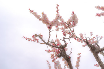 梅花