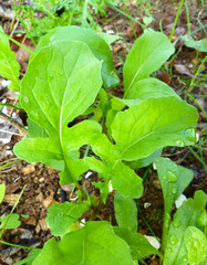 Green yang ruccola leaves