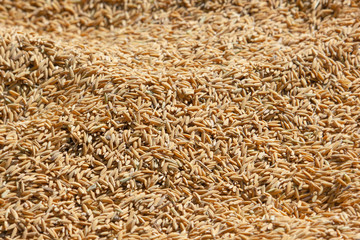 Seed paddy on floor.
