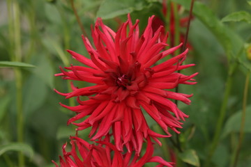 Fleur de Dalhia cactus rouge © indorienta