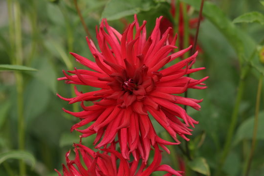 Fleur de Dalhia cactus rouge