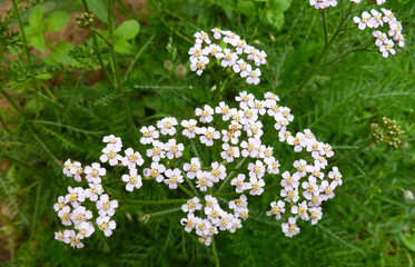 Common yarrow (Achillea millefolium) white flowers close up top view on green blurred grass floral background, selective focus. Medicinal wild herb Yarrow. Medical plants concept.