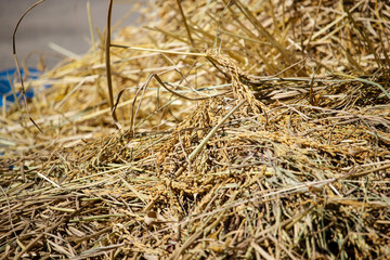Paddy and dry straw pile on sunny day.