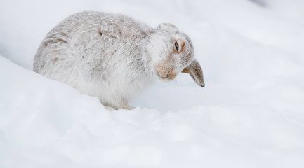 white rabbit