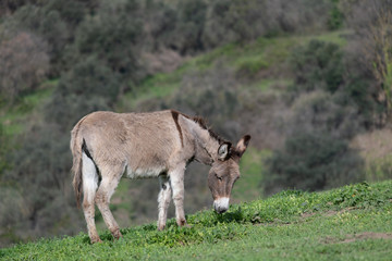 Naklejka na ściany i meble A Foal grazing grass in the countryside
