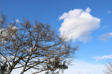 風景　春　空　とちぎ