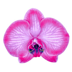 red pink orchid flower isolated white background with clipping path. Flower bud close-up. Nature.