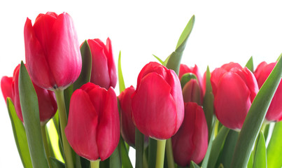 Red tulips on bright background