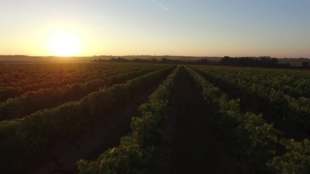 DRONE_VIGNES_FRANCE_SOLEIL_COGNAC