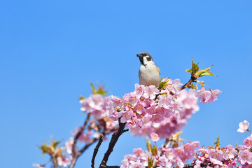 河津桜と雀