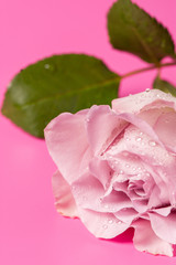 Beautiful rose bud with drops on a pink background