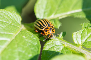 Insect pest Colorado beetle eats green leaves of potatoes in a summer garden