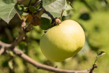 Beautiful ripe delicious apples on a tree branch in a summer garden