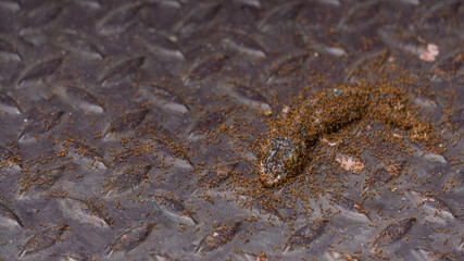 Many ants bite to eat lizards.